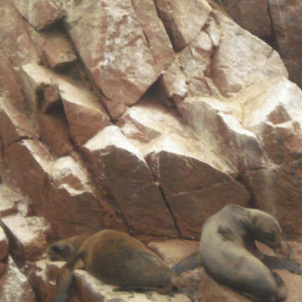 Lima, Ballestas Islands, Huacachina and Nazca lines - Full-Day Tour